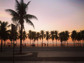 palmtrees in the sunset by the beach